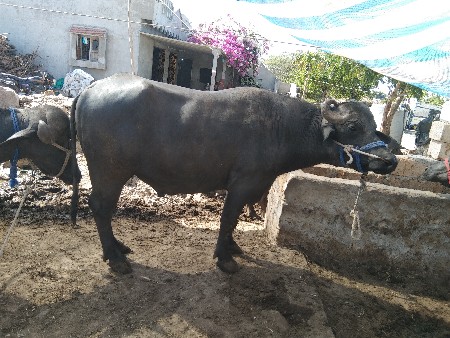 વેચવાનો છે