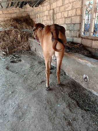 વાછડી વેચવાની છે