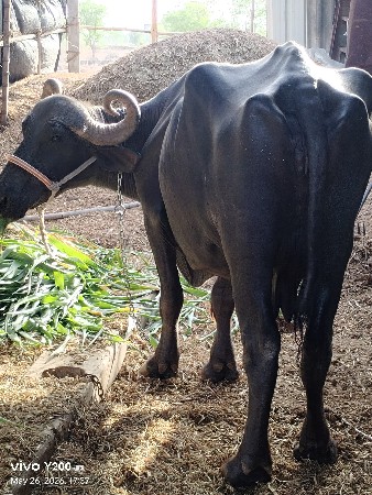 babariya devendra