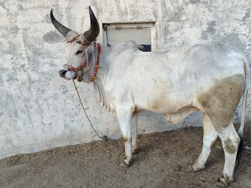 વાછડા વેચવાના છે 
મો 9924237139