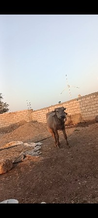 એકવશની