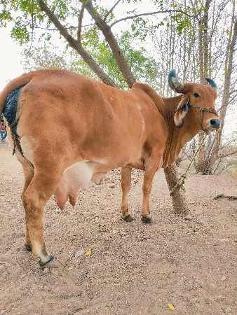 ગાય વેચવાની