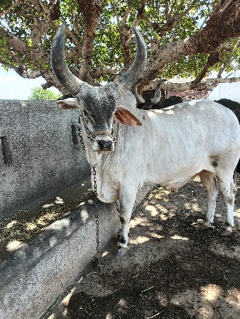 બ‌‌ળદ વેચવા નો છે