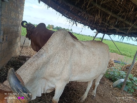 baladh vechvana see