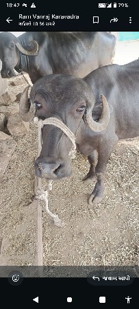 પેશવાની છે