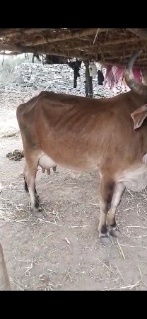 2 વેતર ગાય ભૂરી