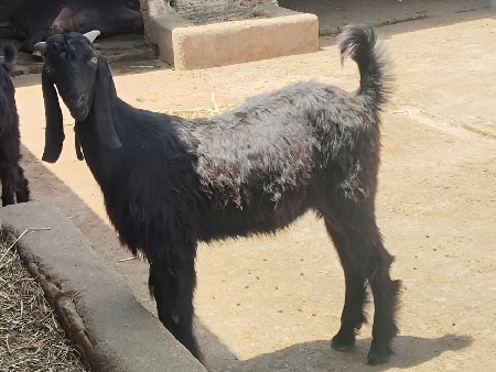 3 bakra devana che