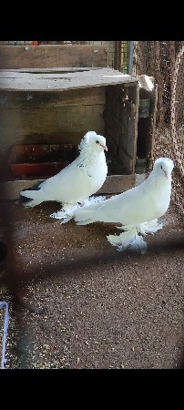 કબૂતર વેચવાના છે