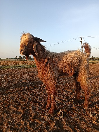 બોકડો વેસવાનો સે