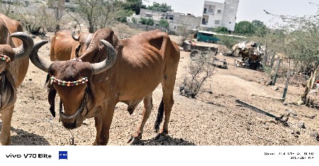 વેચવાના છે ત્રણ વાવણી ચાલે છે