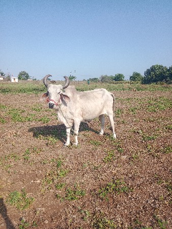 વેચવાનો છે