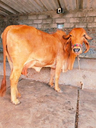 ગાય વેચવાની છે