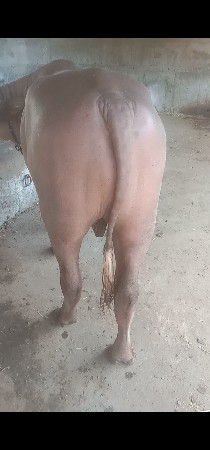 અઢી વર્ષ નો છે