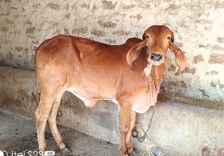 ઓરિજીનલ ગીર વાછરડી વેચવાની છે