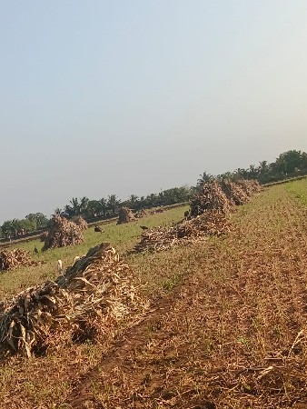 જુવારના(બાટુ)પૂળા વેચવાનું છે