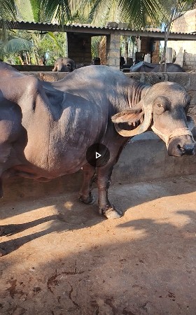 એક ભેંશ 
બે ખેડલા વેચવા ના સે