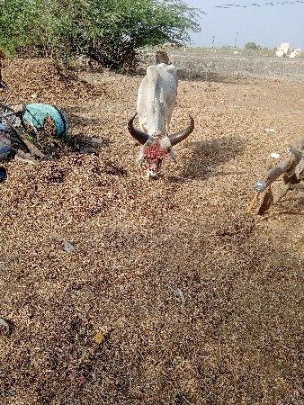 સોરડીયા ગામ