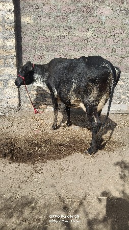 2 ગાય વેચવાની છે