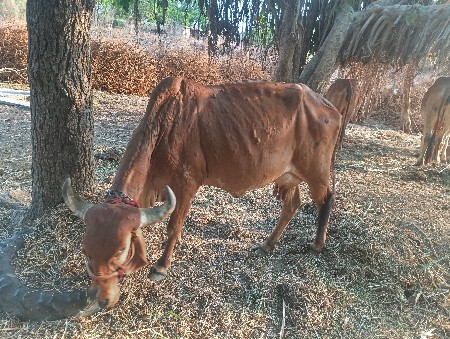 ગાય વેચવાની છે બે મહિનાની