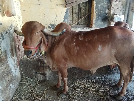 ગાય