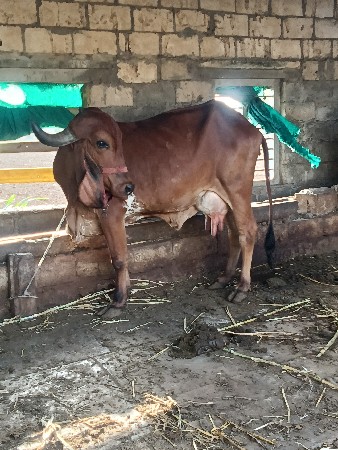 આ ગાય વેચવાની છે
