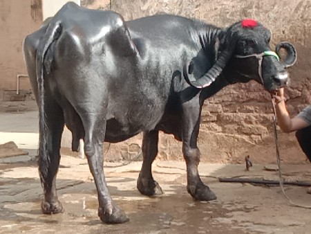ભેંસ વેચવાનું છે 2 છે