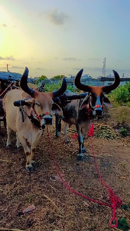 બળદ વેચવાના છે સાવ સોજા
