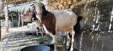 એક બકરી વેસવાની સે
