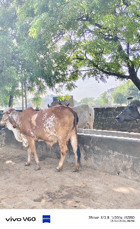ગાય વેચવાની છે.