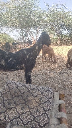 બકરા વેચવાના છે