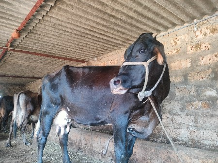 2 ગાયું વેચવા ની છે કોર્ષ 1લુ 3જુ