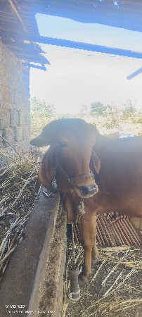 બળદ વેચવાનો છે..