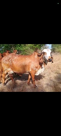 કાબરી ઓડકી વેસવાની છે