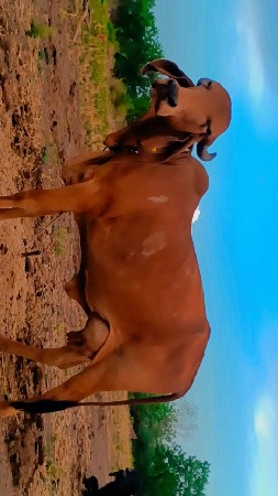 પ્યોર ગીર ગાય વેચવાની છે