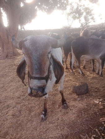 આ ગોઢલો વેચવાનો છે