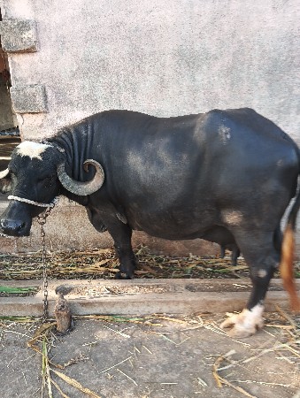 વેચવાની