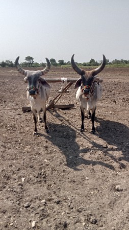 એક વાવણી કરેલછે..
