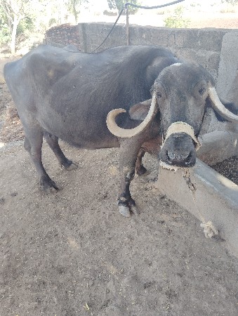 ભેસ વેસવાની છે. 
8 મહીના ગાભણીસે