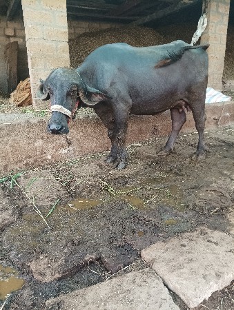 ભેંસ વેચવાની છે