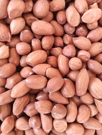જી ૪૫ મગફળી બિયારણ વેચવાનું છે