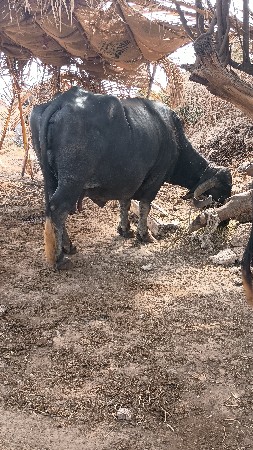 ભેંસ વેચવાની છે