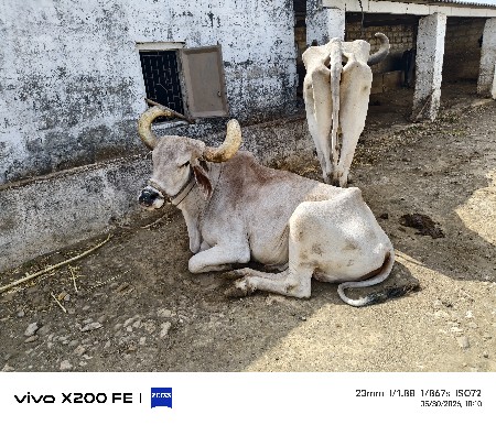 બળદ અને ગાડુ આપવાનું છે