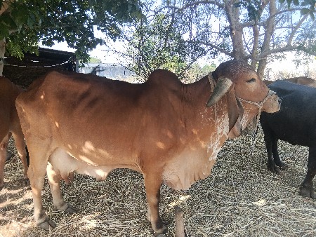 :વેચવાની છે - શુદ્ધ ગીર ગાય