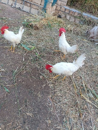 મુરઘા વેચવા ના છે 6નંગ છે