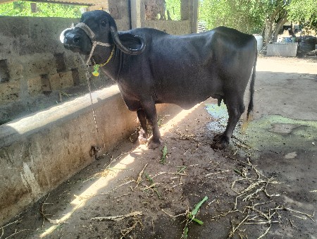 ખડેલી વેસવાની સે