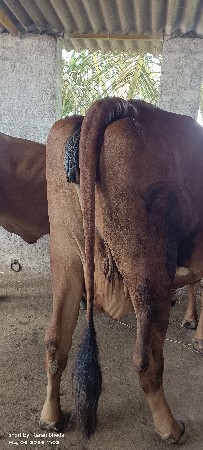 ગાય વેંચવા ની છે
