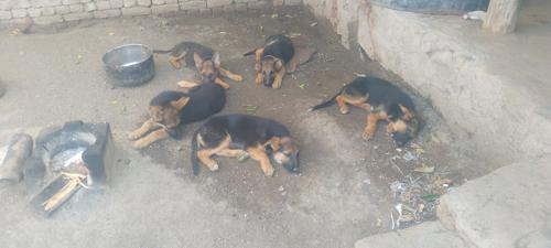 German Shepherd