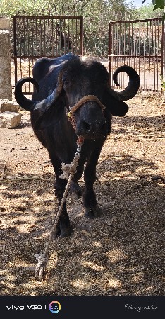 ભેંશ વેચવાની છે