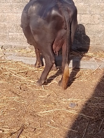ખડેલી વેચવાની છે