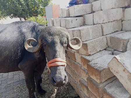 કરેલી વેચવાની છે